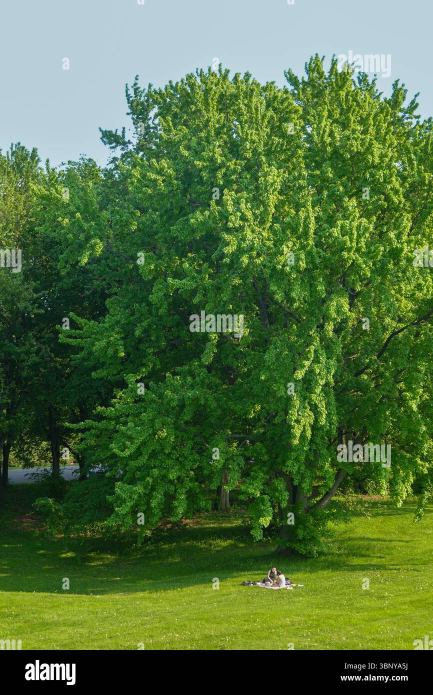 Lussureggiante parco verde con alberi maturi che creano baldacchino naturale in estate Foto Stock