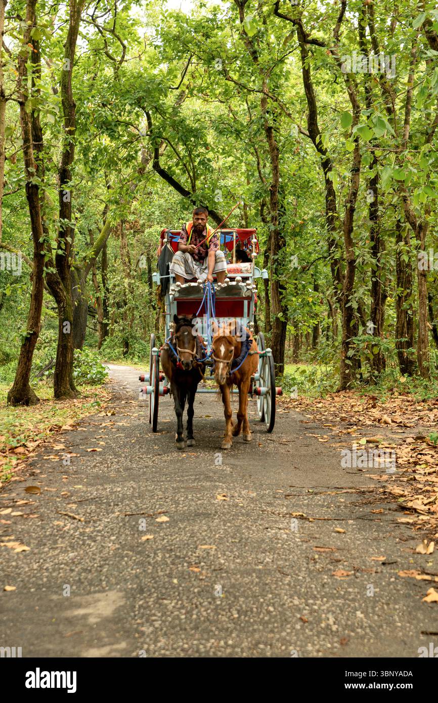 Una tradizionale carrozza trainata da cavalli si muove lungo una strada di campagna panoramica e tortuosa circondata da una lussureggiante foresta di alti alberi verdi. Foto Stock