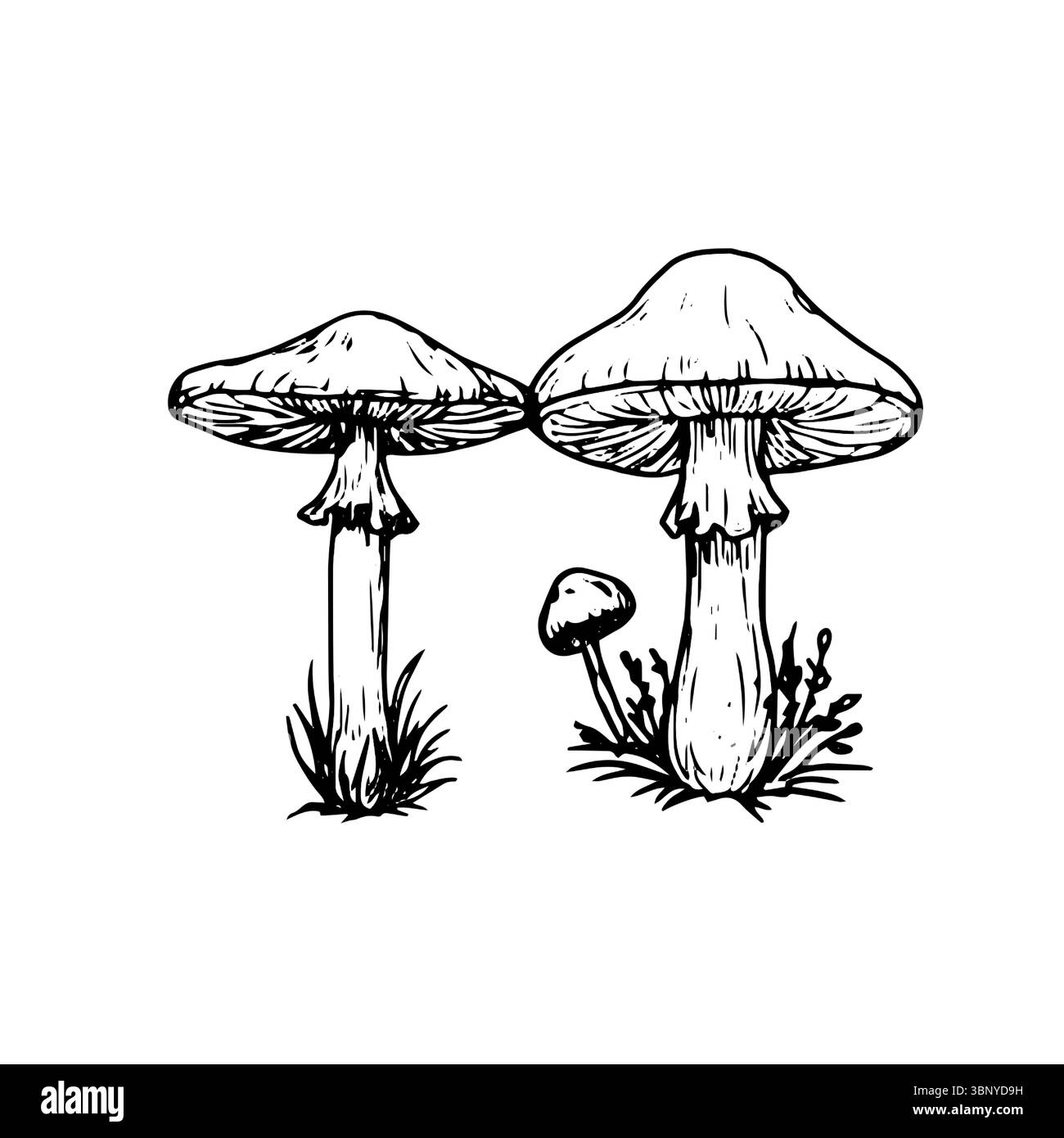 Funghi selvatici nell'erba, uno schizzo in inchiostro bianco e nero. Illustrazione vettoriale. Decorazioni autunnali, agarico e sgabello a mosca, è isolato su fondo bianco Illustrazione Vettoriale