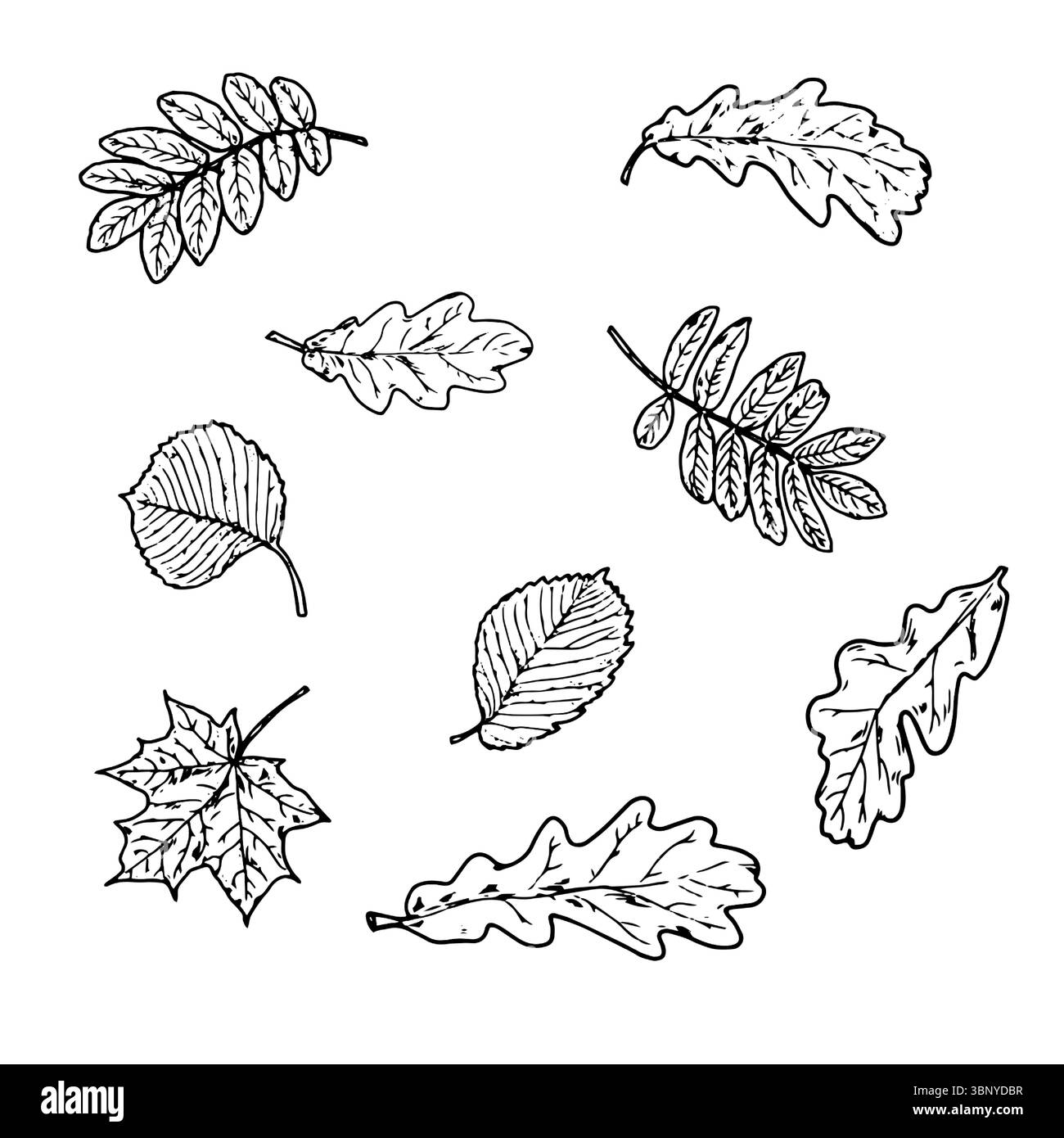 Foglie e ramoscello con frutti di bosco, set di silhouette, uno schizzo in inchiostro bianco e nero. Illustrazione vettoriale. Le foglie di acero, quercia, lime e betulla isolano Illustrazione Vettoriale