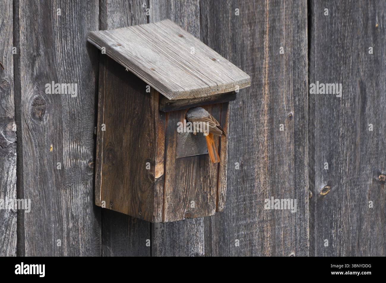 Un rosso comune maschile (Phoenicurus phoenicurus) seduto all'ingresso di una casa per gli uccelli, foto di animali, uccelli, specie di uccelli, foto di natura, fauna selvatica, fau Foto Stock