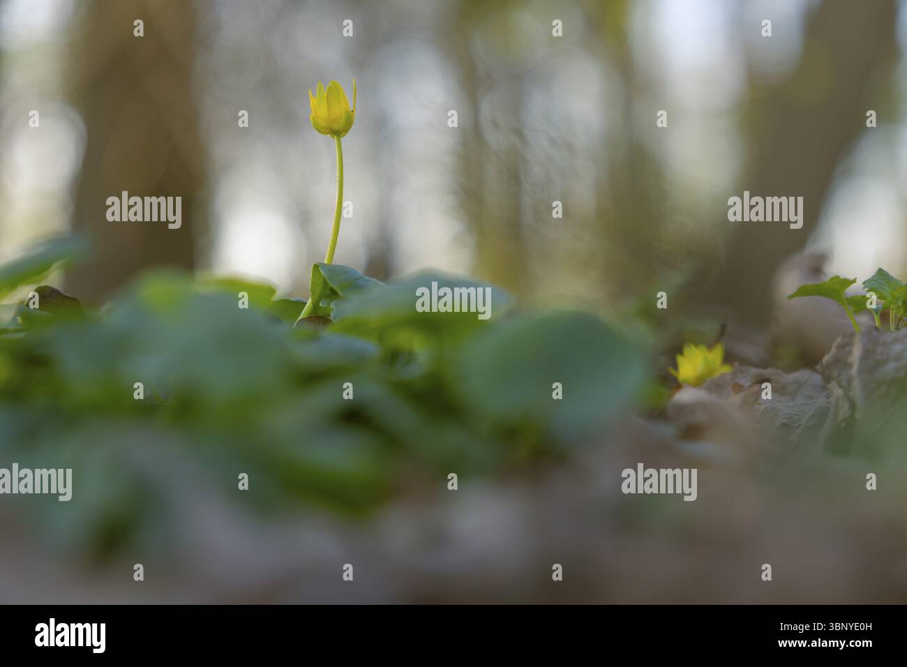 Fotografia naturalistica della celandina minore (Ficaria verna) in primavera, fotografia naturalistica, flora, pianta, fiore, SCHWARMSTEDT, Heidekreis, bassa Sassonia, Germania, Foto Stock