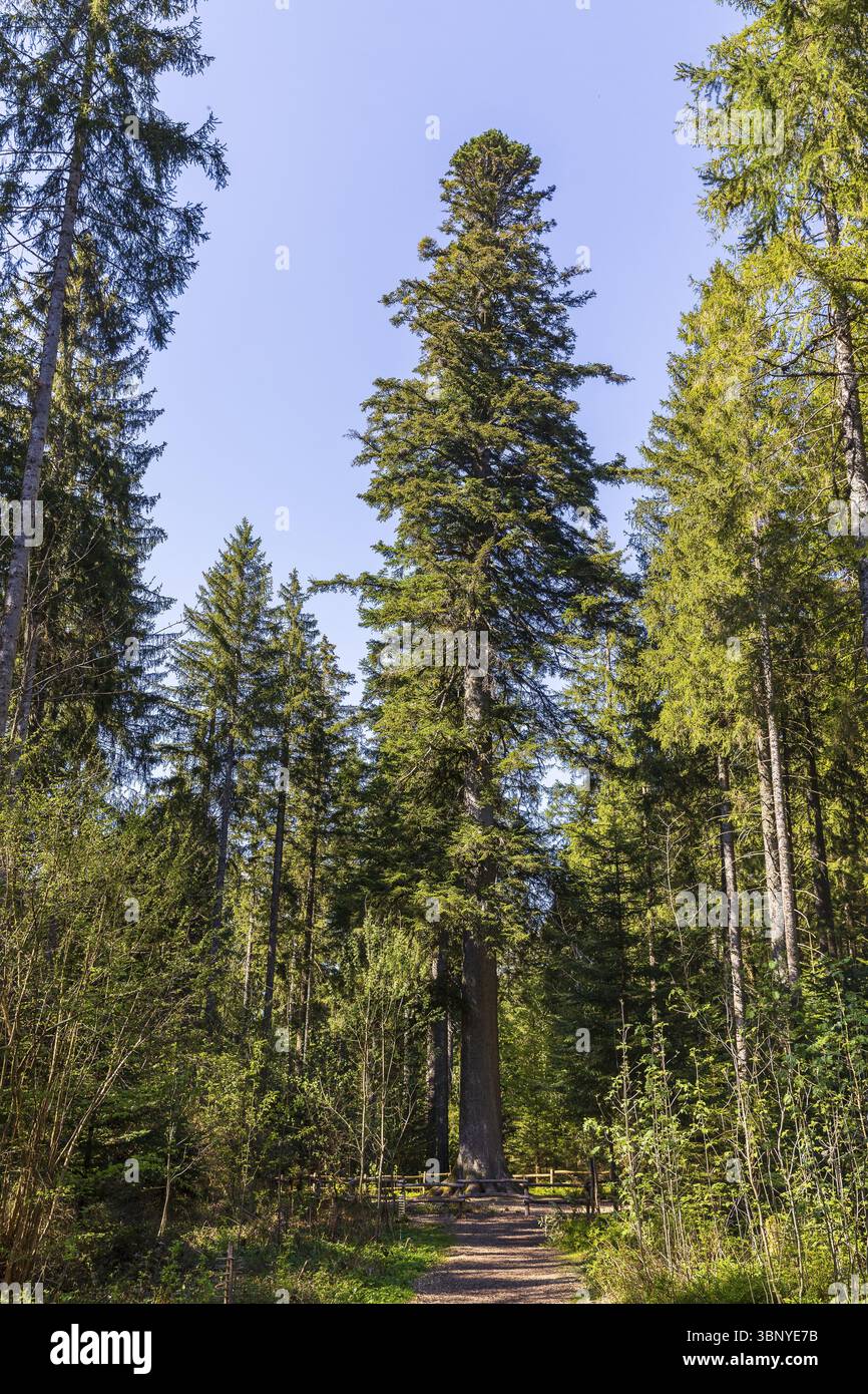 Nonno abete, uno dei più potenti abeti della Germania, uno dei più grandi abeti di Schoellkopf di circa 300 anni, stand di grandi abeti d'argento (Abies alba) Foto Stock