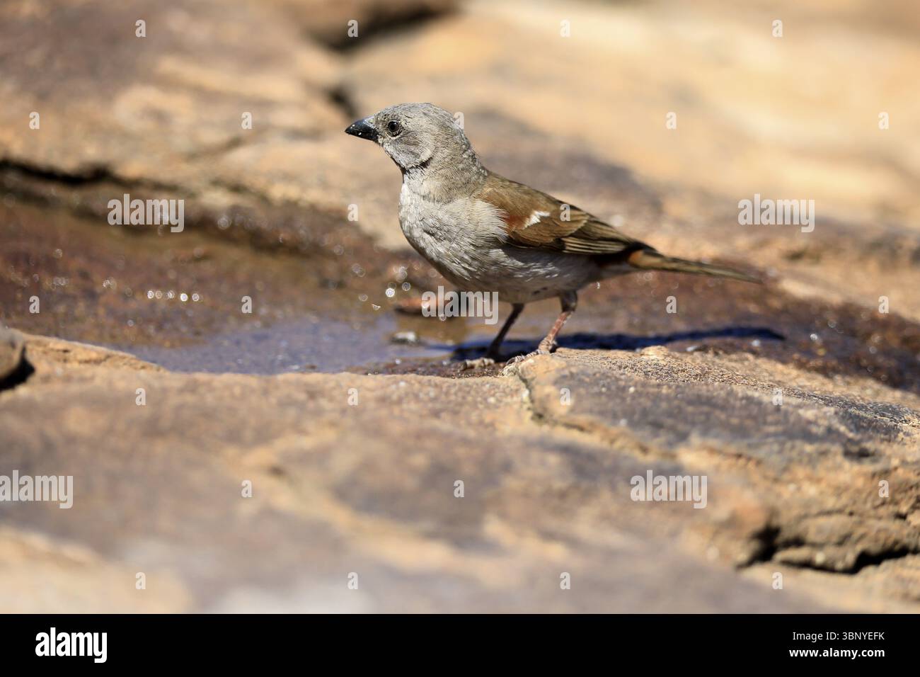 Damara Sparrow (Passer diffusus), adulti, al limitare dell'acqua, Mountain Zebra National Park, Capo Orientale, Sud Africa, Africa Foto Stock