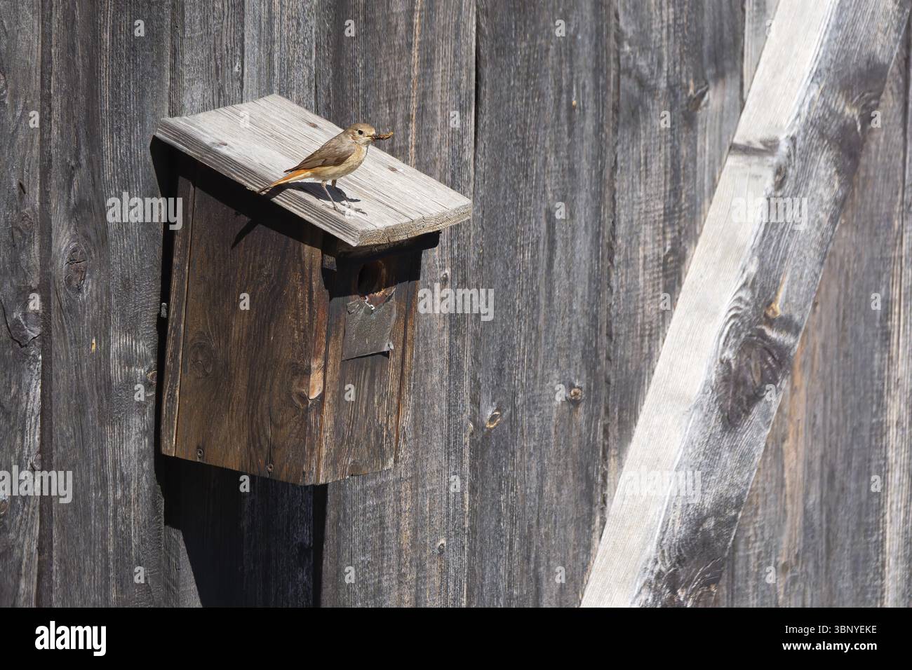 Una femmina rossa (Phoenicurus phoenicurus) siede su una casa per uccelli e ha insetti nel becco, foto di animali, uccelli, specie di uccelli, foto della natura, fauna selvatica Foto Stock