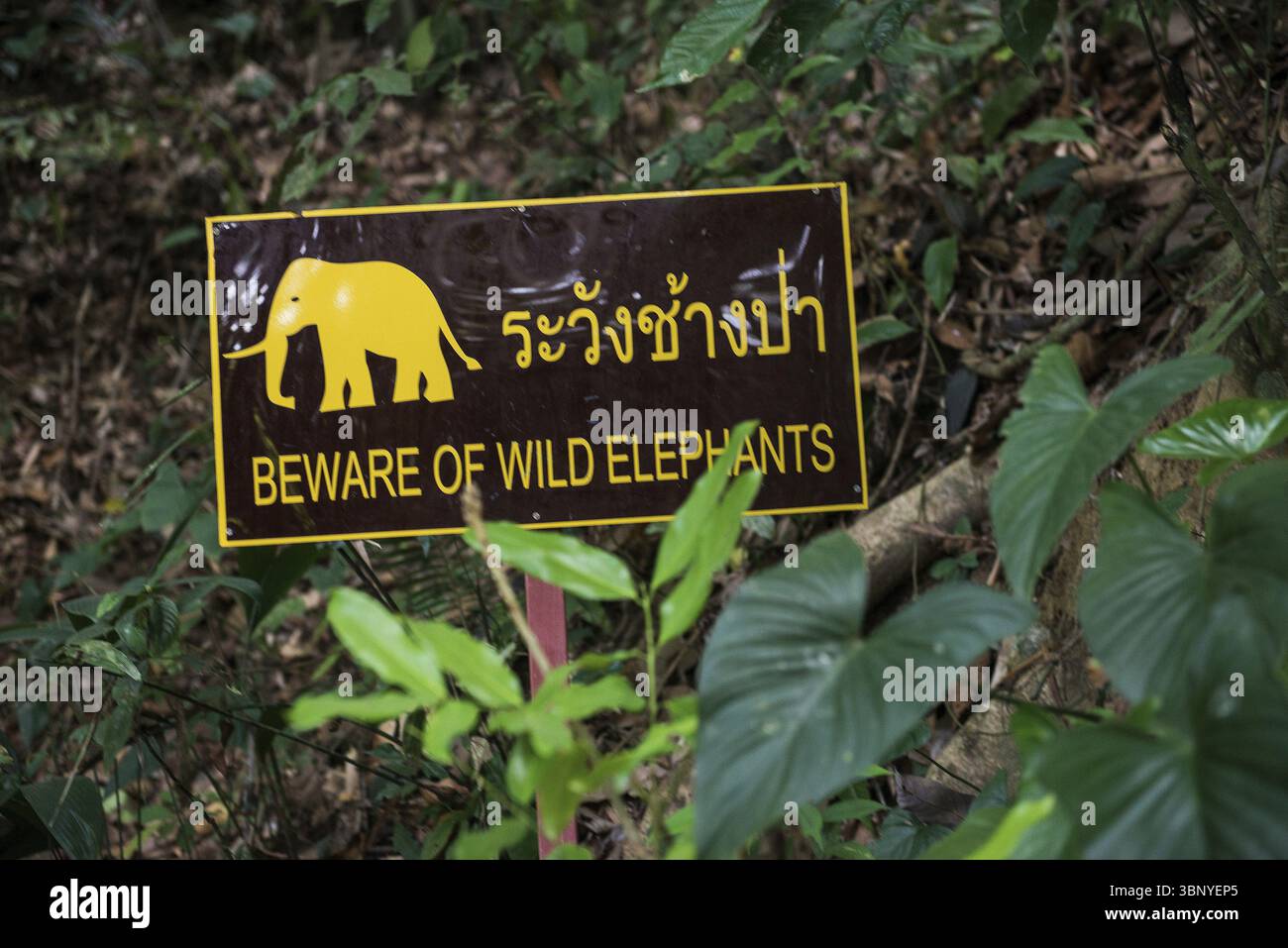 Parco nazionale di Khao Sok, Phang Nga, Surat Thani, Thailandia, Asia Foto Stock