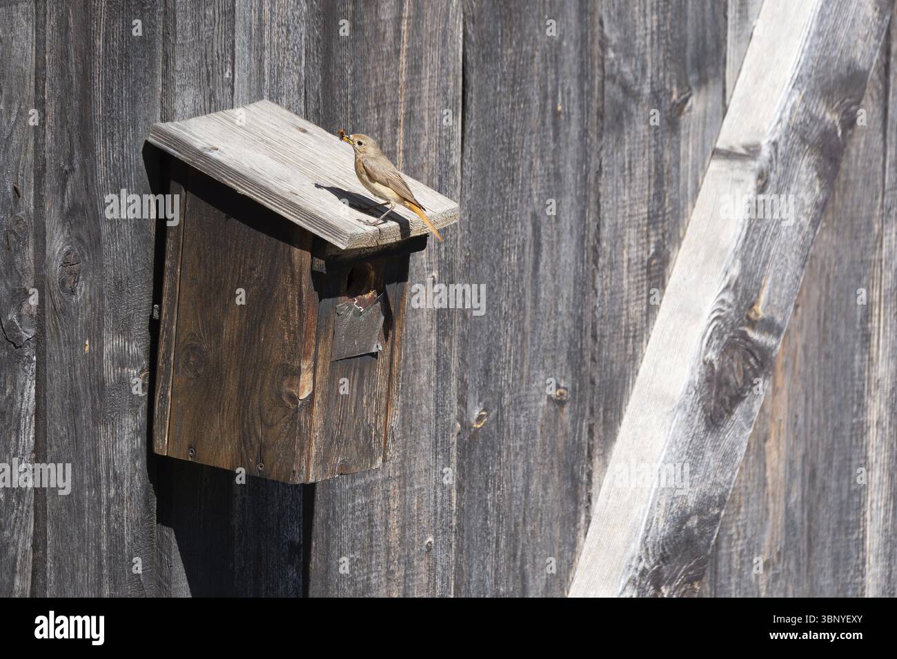 Una femmina rossa (Phoenicurus phoenicurus) siede su una casa per uccelli e ha insetti nel becco, foto di animali, uccelli, specie di uccelli, foto della natura, fauna selvatica Foto Stock