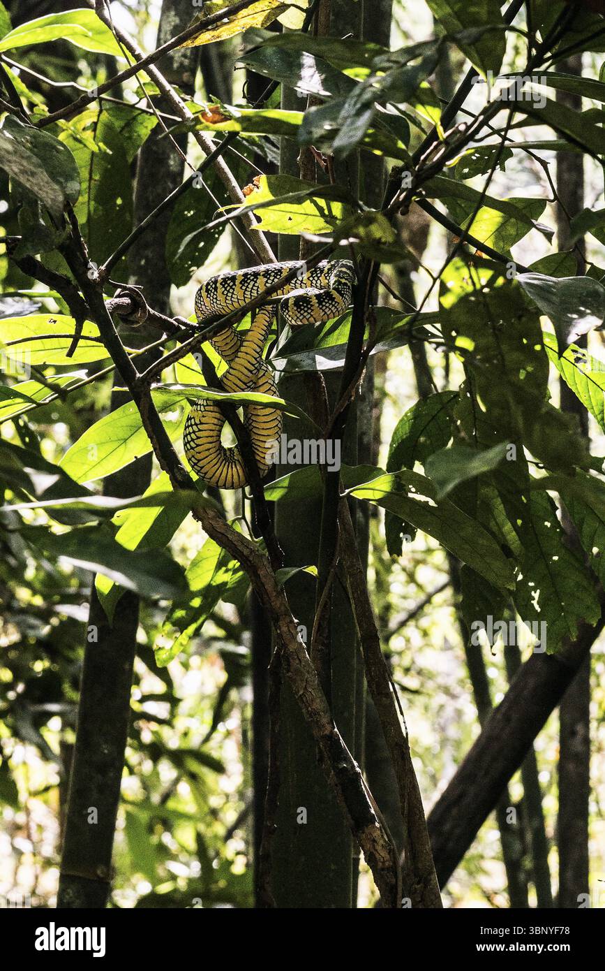 Giungla e foresta pluviale con serpente, Parco Nazionale di Khao Sok, Phang Nga, Surat Thani, Thailandia, Asia Foto Stock