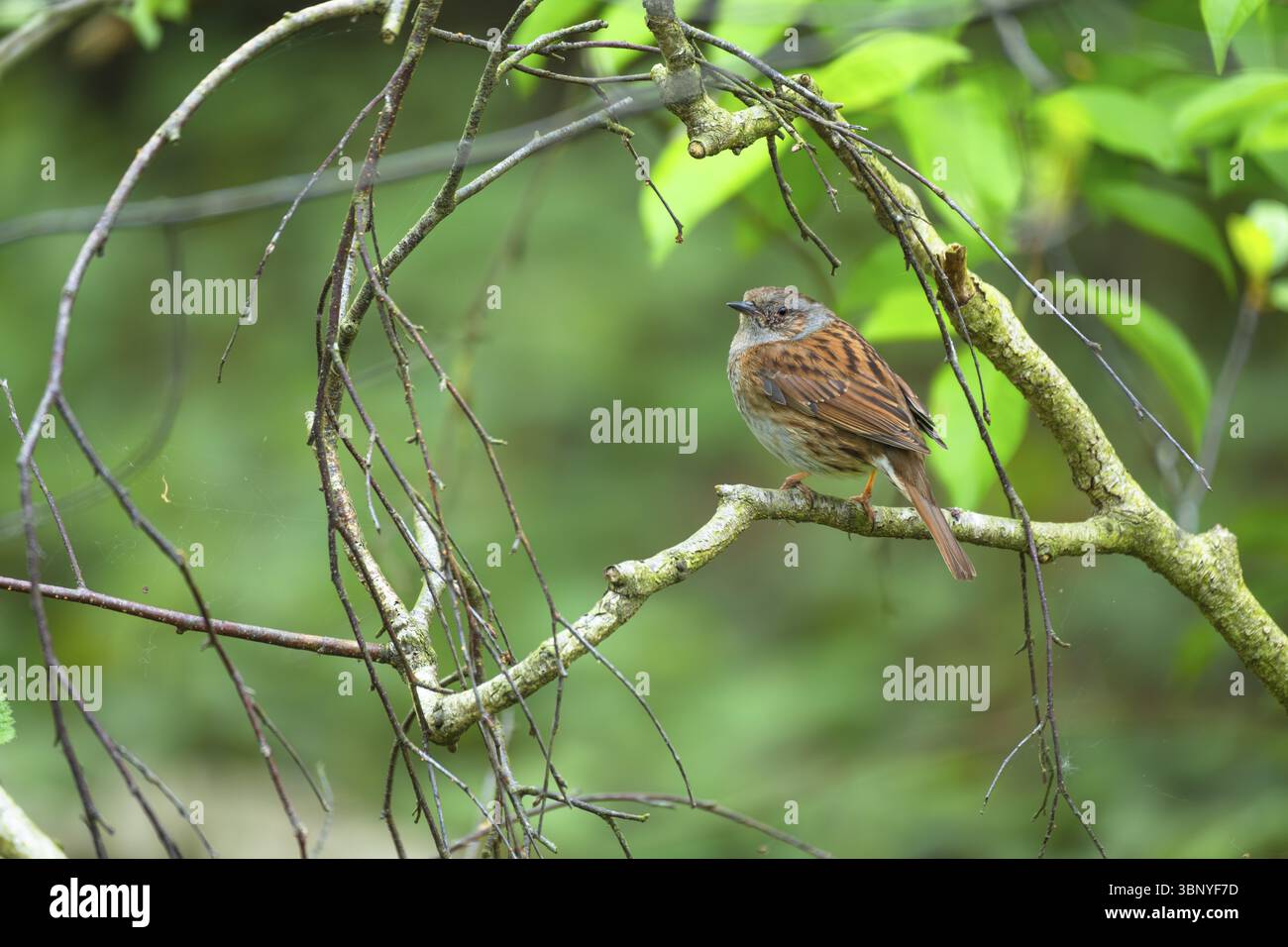 Un dunnock (Prunella modularis) seduto su un ramo, foto di animali, uccelli, specie di uccelli, foto della natura, fauna selvatica, fauna selvatica, Steinhuder Meer, Mardorf, Neustad Foto Stock