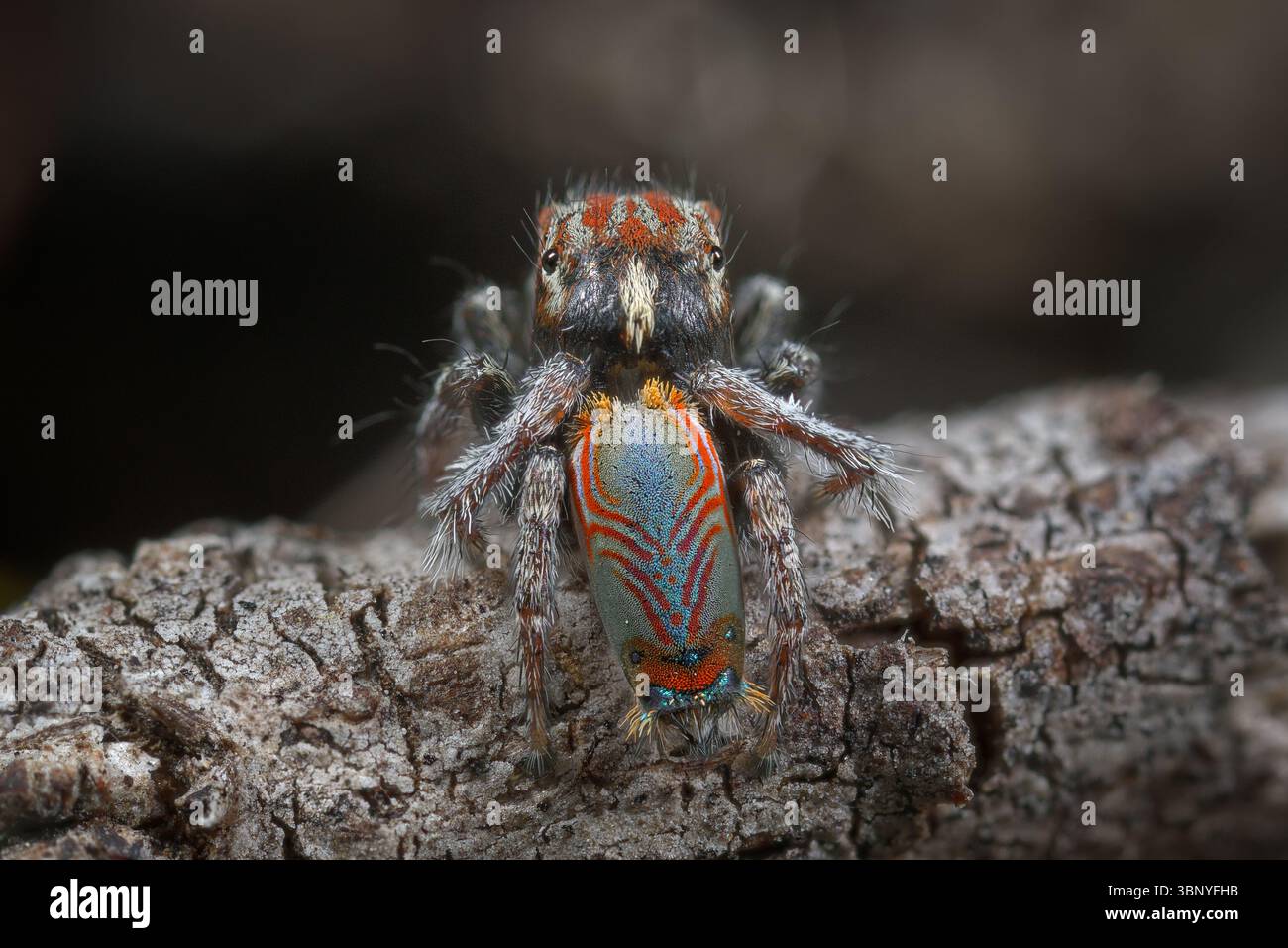 Un ragno Peacock maschio (Maratus electricus) nei suoi colori di riproduzione. Prende il nome dal modello "simile a una scheda a circuito elettrico" sulla schiena. Foto Stock Un ragno Peacock maschio (Maratus electricus) nei suoi colori di riproduzione. Prende il nome dal modello "simile a una scheda a circuito elettrico" sulla schiena. Foto Stock