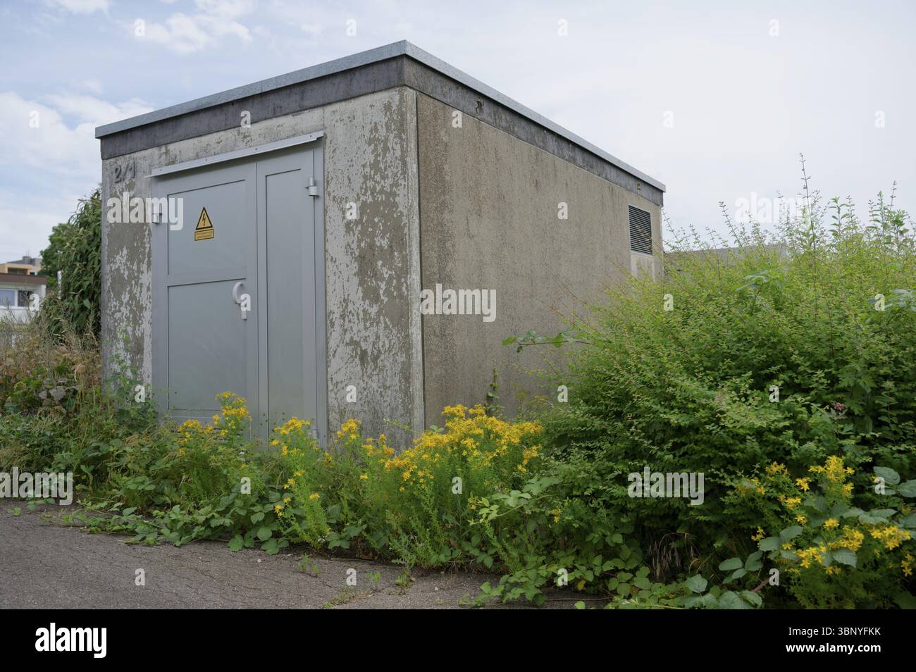 Erba di San Giovanni (Hypericum), asfalto, pianta medicinale, naturopatia, erboristeria, fitoterapia, power house, power house, tensione, energia, conversio Foto Stock