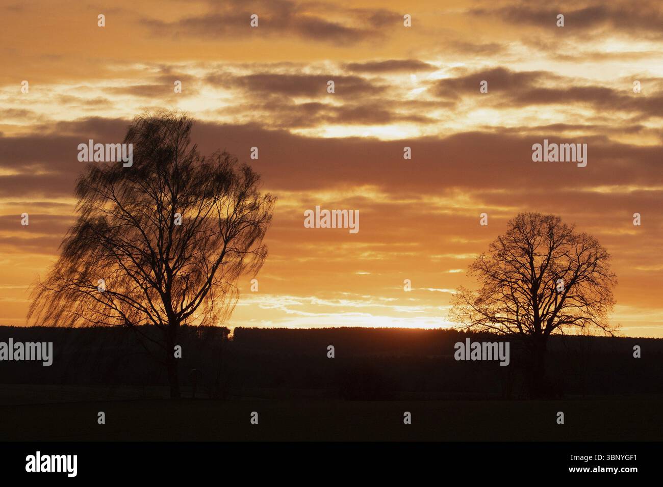 Sorgere il sole tra due alberi su un cielo bruno-rossastro e sullo sfondo di alberi, Grossmuss, Baviera, Germania, Europa Foto Stock
