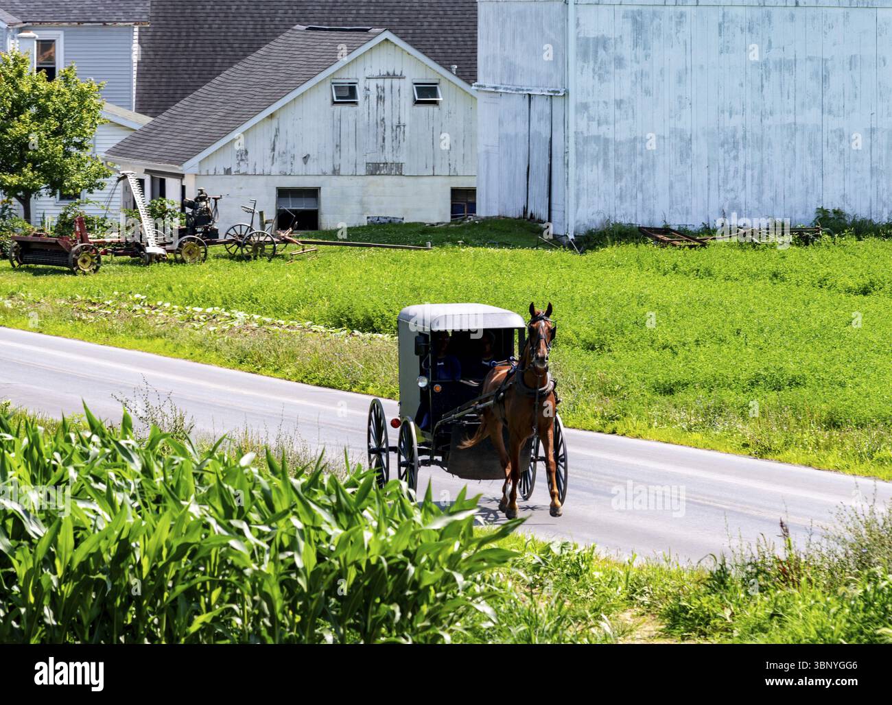 Una carrozza trainata da cavalli percorre una tranquilla strada rurale circondata da vegetazione lussureggiante e fattorie. Il sole splende brillantemente in un'estate tranquilla Foto Stock