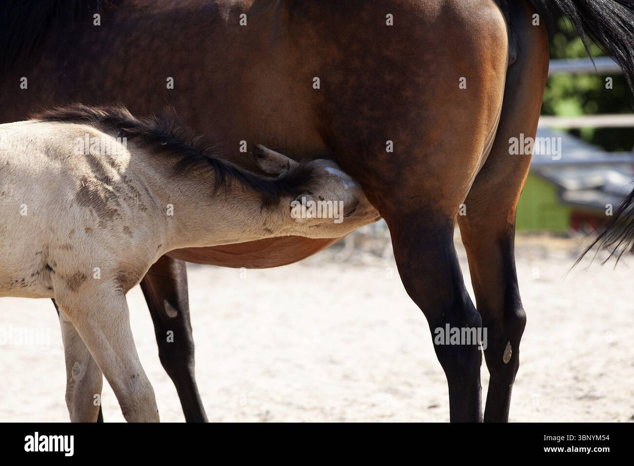 Puledro allattamento, cavallo bambino che beve latte con madre cavolo Foto Stock