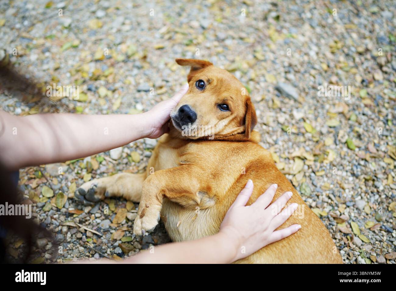 Migliore amico umano, proprietario che gioca con il cane nel parco Foto Stock