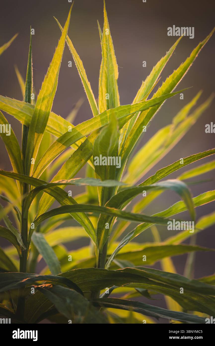 Piante da campo in una giornata di sole a giugno. Sfondo sfocato, primo piano. Foto Stock