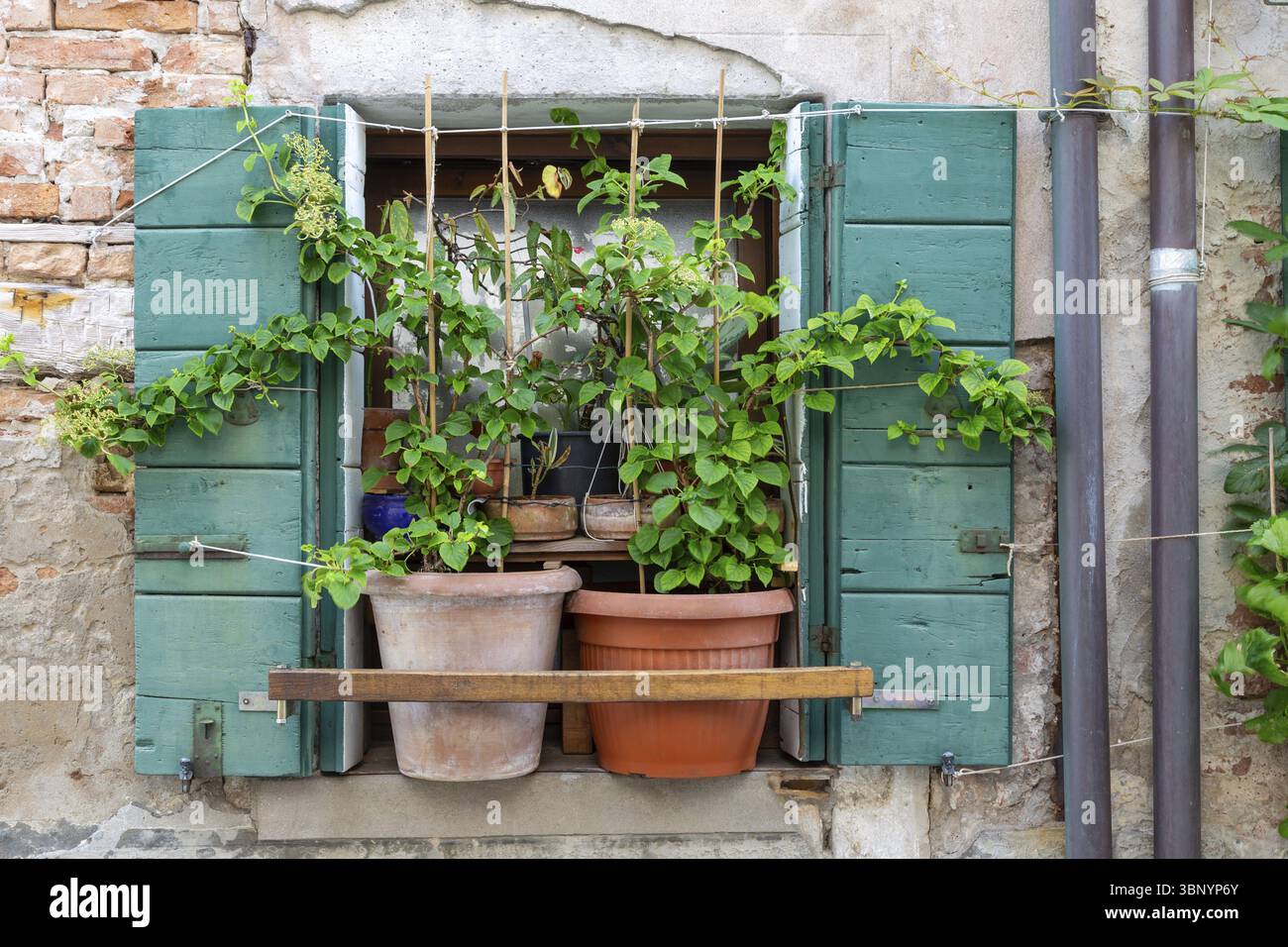 Tipica finestra italiana con persiane verdi e piene di piante, Venetie, Italie Foto Stock