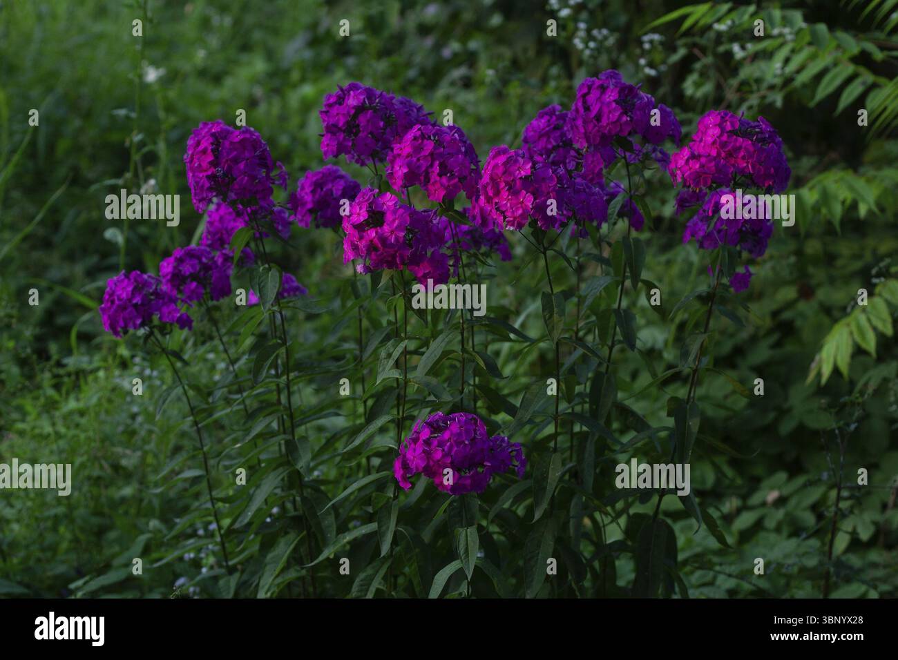 Blumenbusch phlox auf einem blumenbett in einem rustikalen garten garten un einem sommerabend Foto Stock