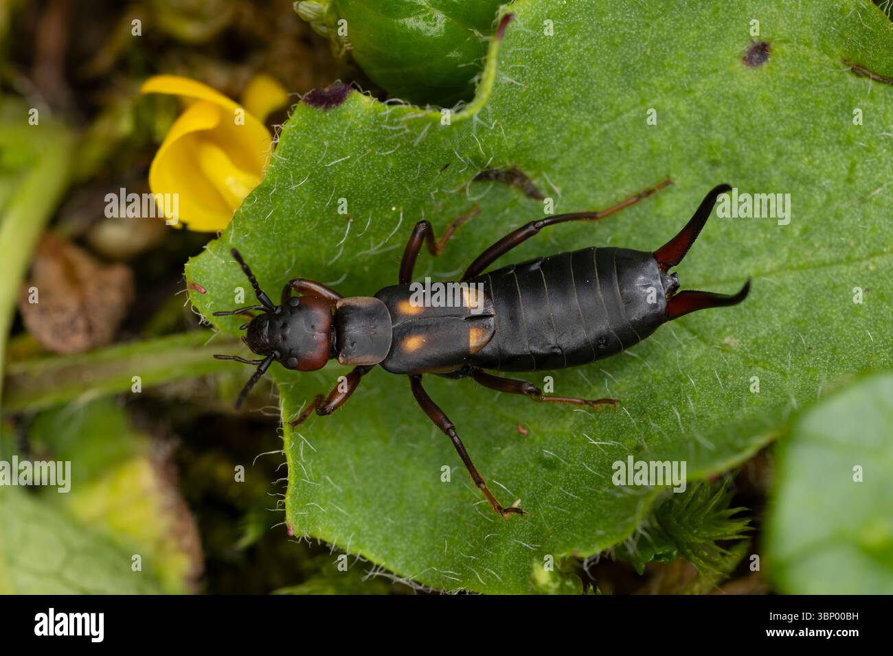 Parrucchiere a due macchie femmina adulta (Anechura bipunctata) trovato nelle Alpi austriache sopra i 1,200 m di altitudine Foto Stock