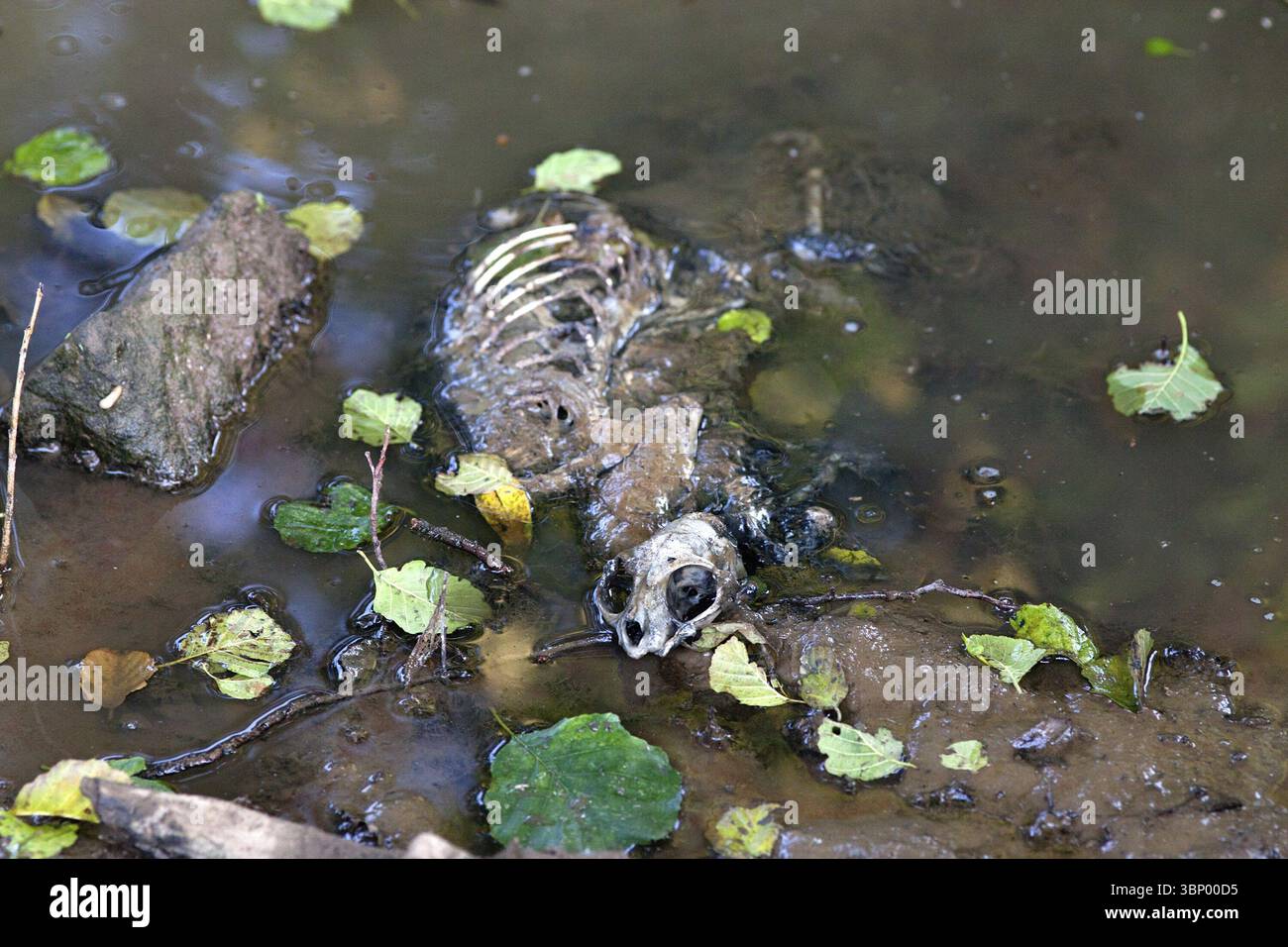 Animale morto scheletro Foto Stock
