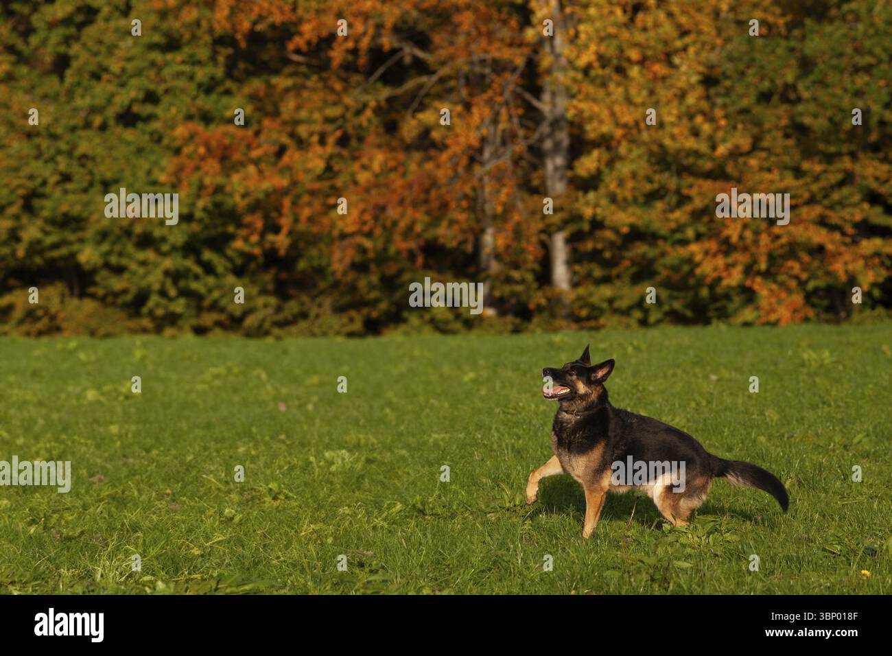 Deutscher Schaeferhund laeuft und springt im Feld, Hund draussen Foto Stock