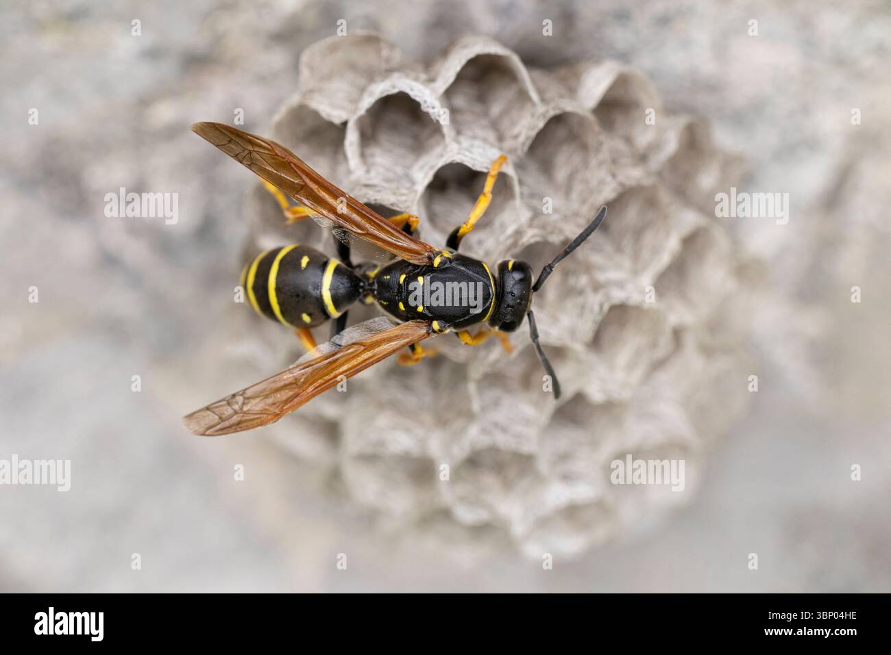 Polistes biglumis non ha un nome inglese e il nome tedesco è meglio traslato alla vespa da campo di montagna, seduta sui suoi pettini con uova fresche di lattuga Foto Stock
