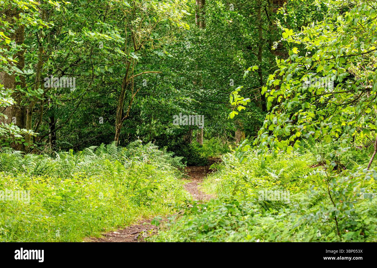 Il clima umido e torbido di Dundee Templeton Woods offre un paesaggio inquietante con una ricca piantagione e alberi dalla forma unica, la Scozia Foto Stock