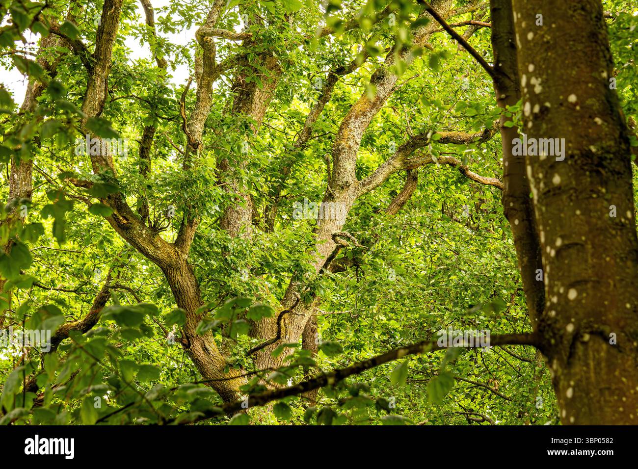 Il clima umido e torbido di Dundee Templeton Woods offre un paesaggio inquietante con una ricca piantagione e alberi dalla forma unica, la Scozia Foto Stock