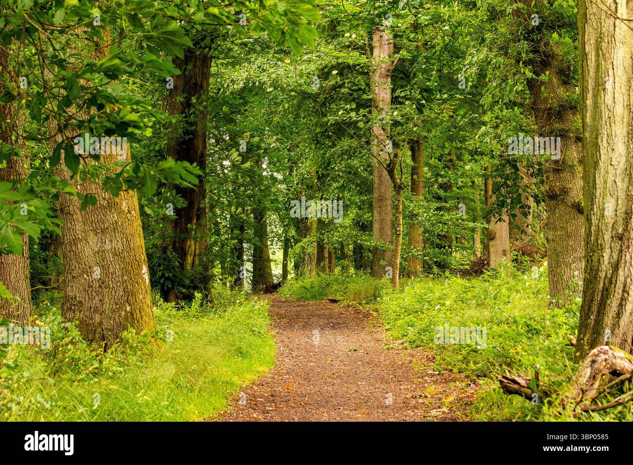Il clima umido e torbido di Dundee Templeton Woods offre un paesaggio inquietante con una ricca piantagione e alberi dalla forma unica, la Scozia Foto Stock