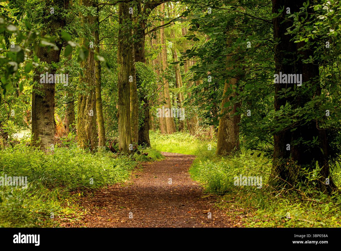 Il clima umido e torbido di Dundee Templeton Woods offre un paesaggio inquietante con una ricca piantagione e alberi dalla forma unica, la Scozia Foto Stock