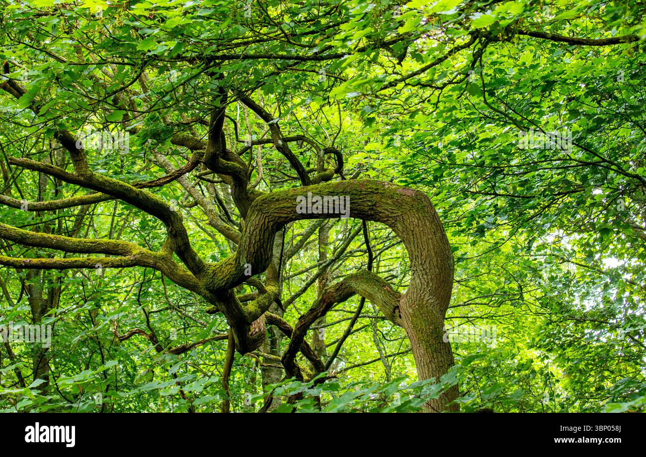 Il clima umido e torbido di Dundee Templeton Woods offre un paesaggio inquietante con una ricca piantagione e alberi dalla forma unica, la Scozia Foto Stock
