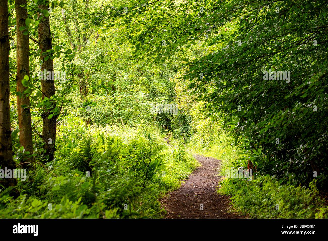 Il clima umido e torbido di Dundee Templeton Woods offre un paesaggio inquietante con una ricca piantagione e alberi dalla forma unica, la Scozia Foto Stock
