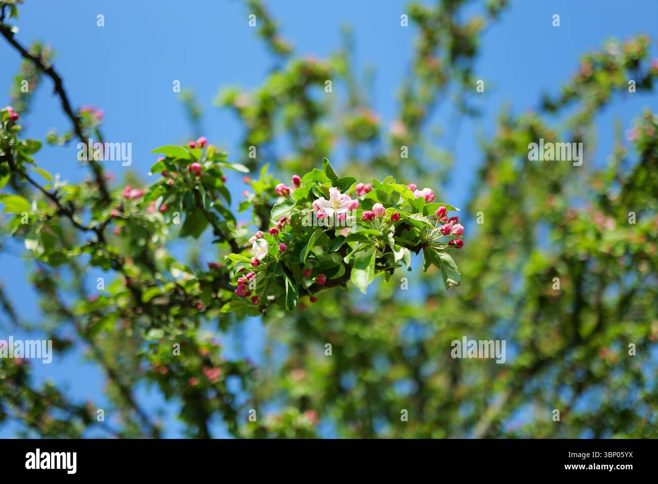 Apple Tree Blossoms e Blue Sky in primavera in Europa Malus domestica Foto Stock