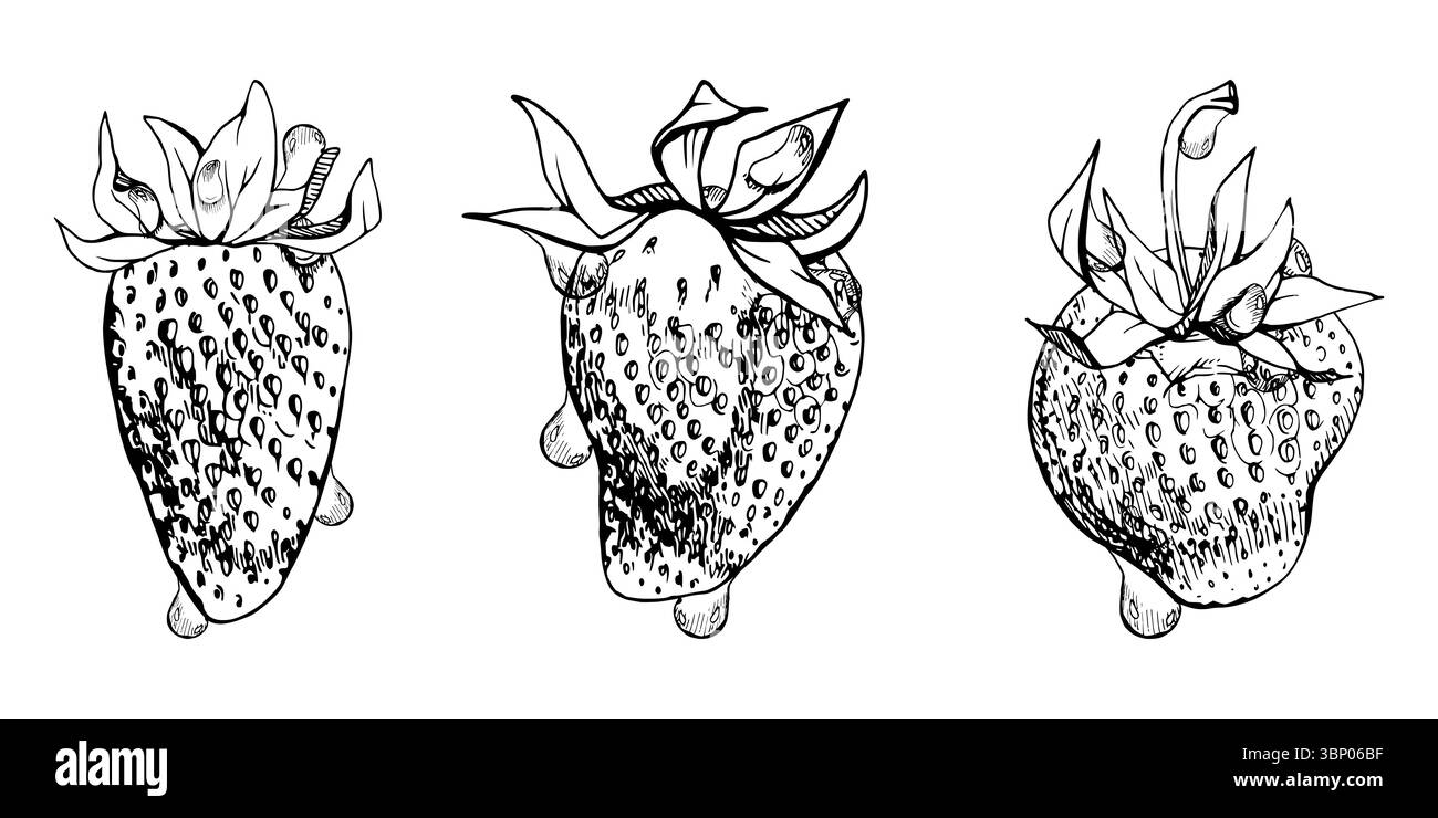 Fragola frutta matura con foglie corona sul gambo in gocce di rugiada d'acqua tirata a mano con inchiostro vettoriale, fragola e pinna. Botanico isolato Illustrazione Vettoriale