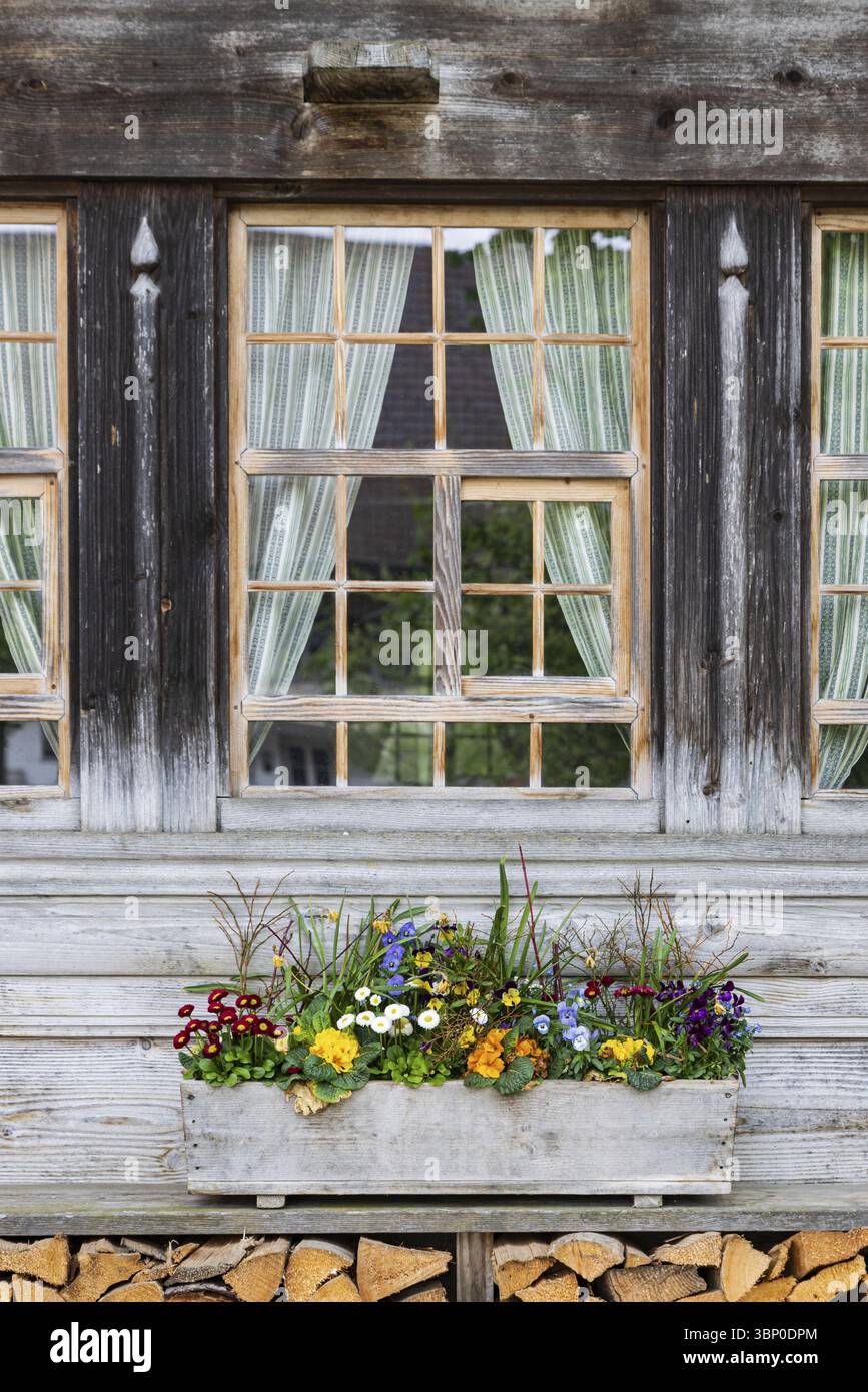 Muro in legno con finestre, fiori multicolore e deposito in legno Foto Stock