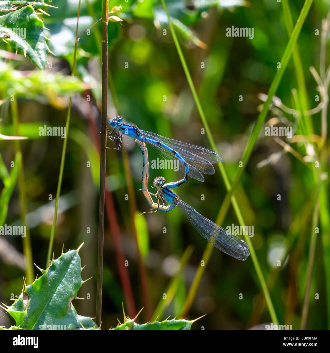 Un paio di Common Blue Damselflies che si accoppiano a Hurley, Berkshire, Inghilterra Foto Stock