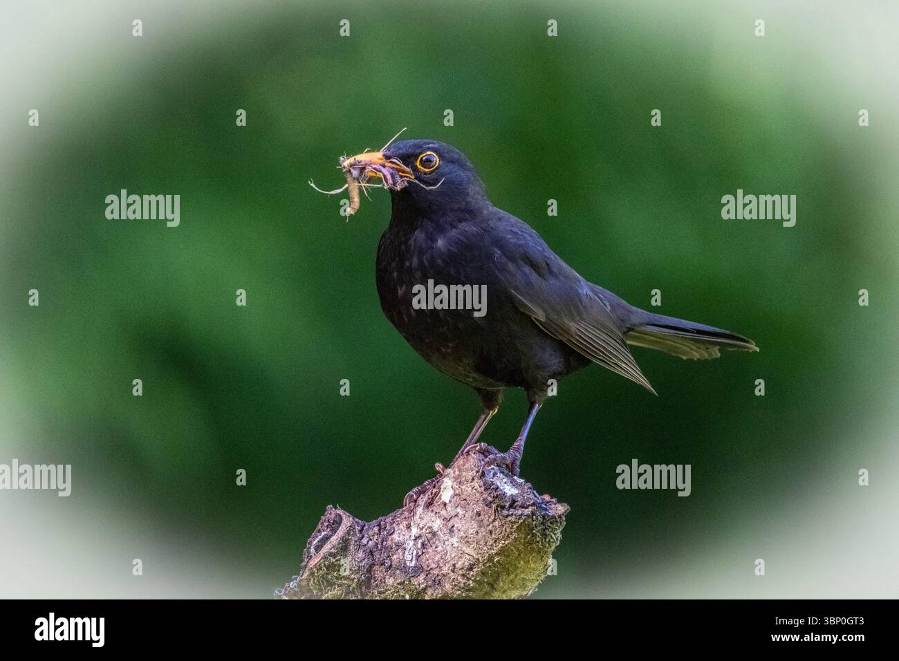 Blackbird con pranzo Foto Stock