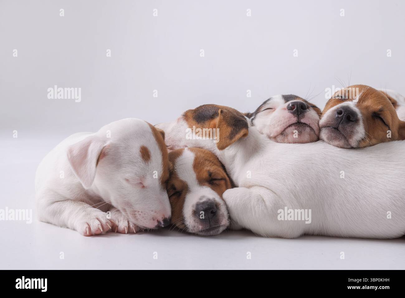 Un gruppo di adorabili cuccioli addormentati insieme mostrando cura, comfort e pura amicizia con gli animali. Foto Stock