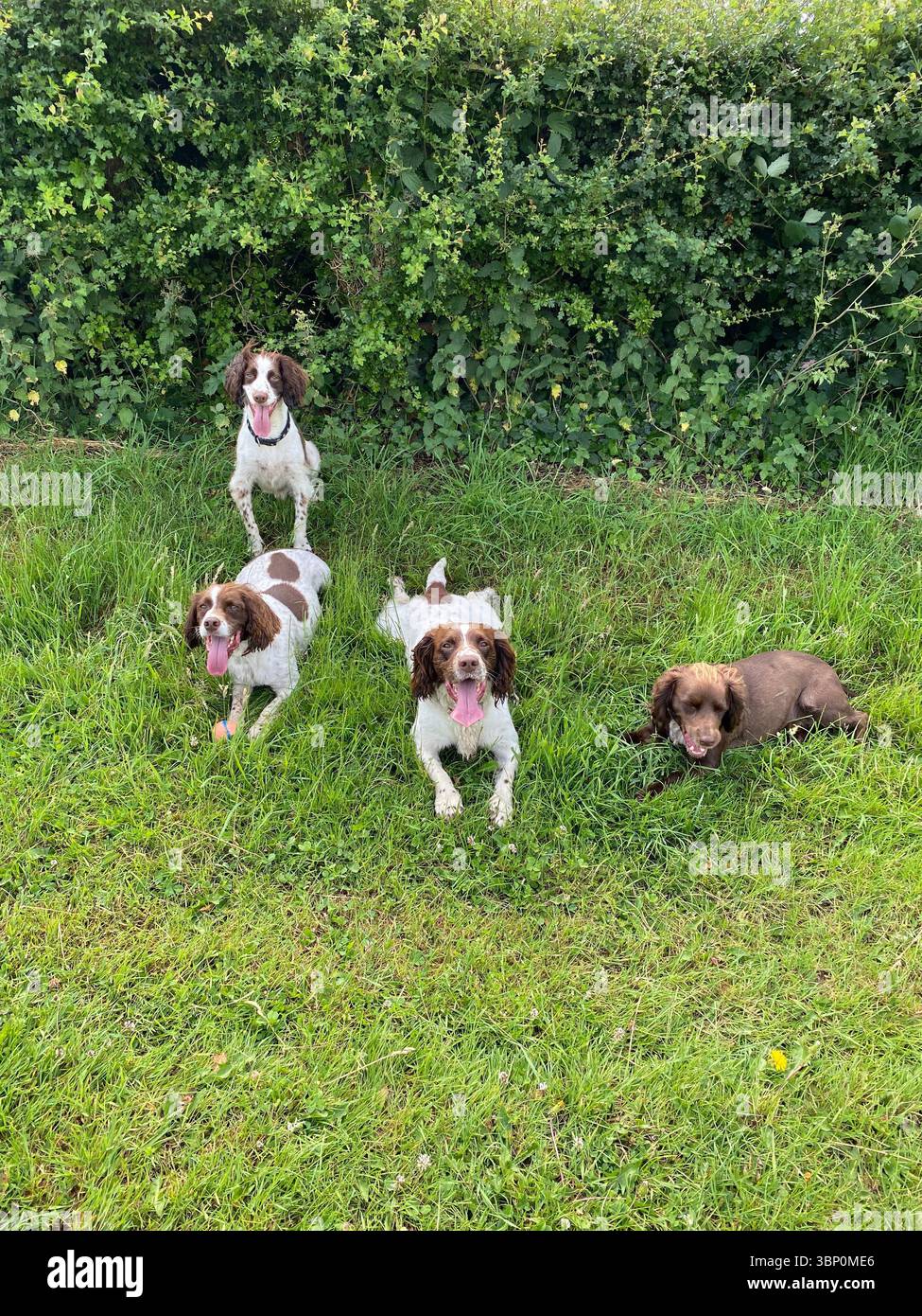 3 spaniel springer e uno spaniel marrone cocker sono tutti disposti e in piedi sull'erba guardando la fotocamera come un pacco di cane - Immagine stock catturata con smartphone