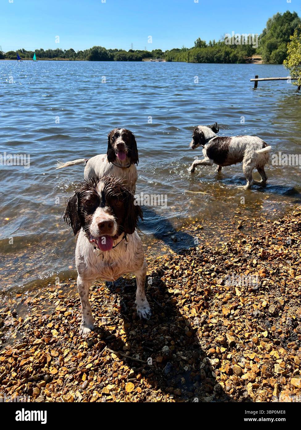 Springer spaniel Liver & White in piedi e sul bordo di un lago in una bella giornata guardando la macchina fotografica - Immagine stock catturata con smartphone
