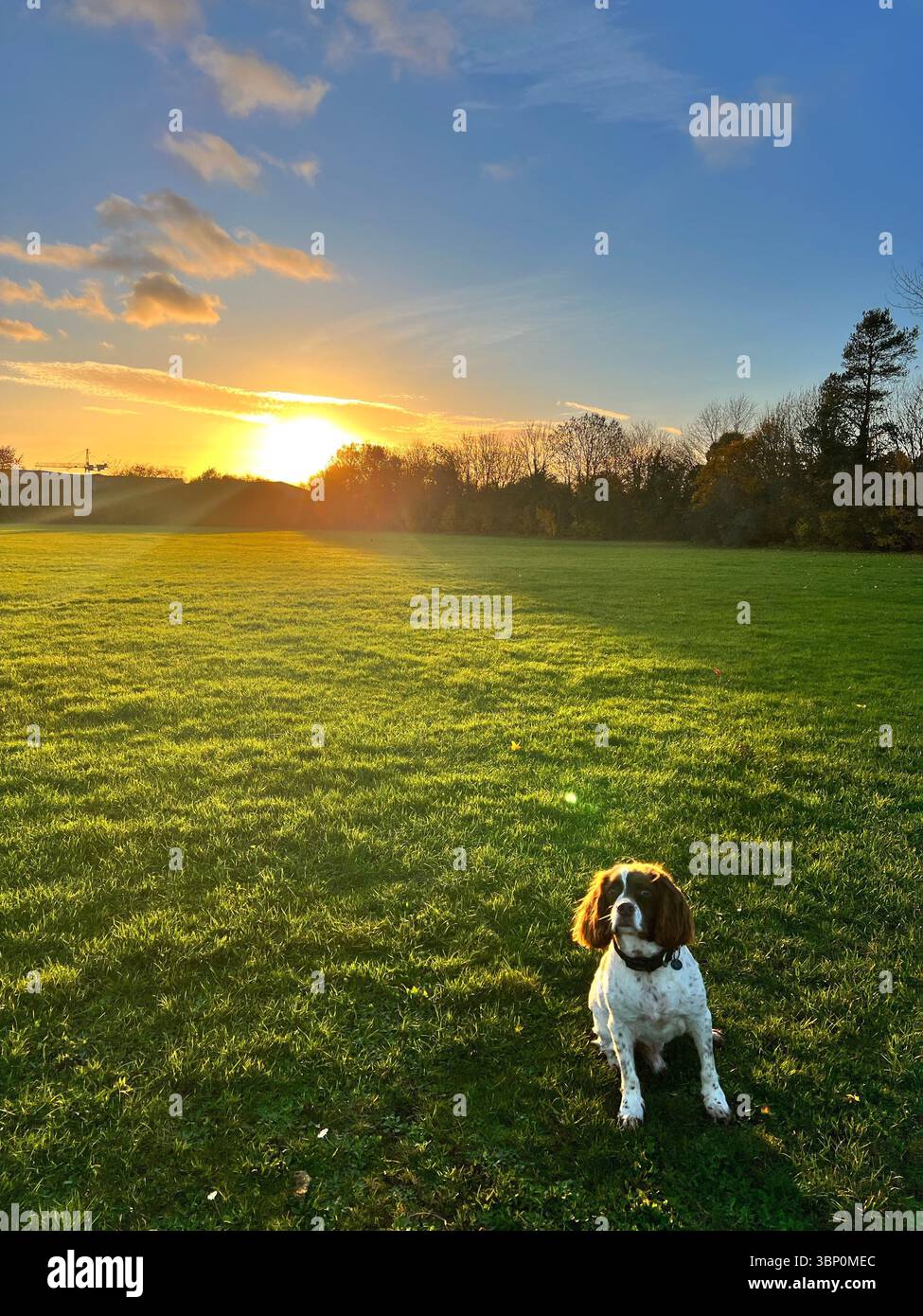 Springer spaniel Liver & White seduto in un campo che sembra felice a partire dalla fotocamera con il sole che si stabilizza all'orizzonte - Immagine stock catturata con smartphone