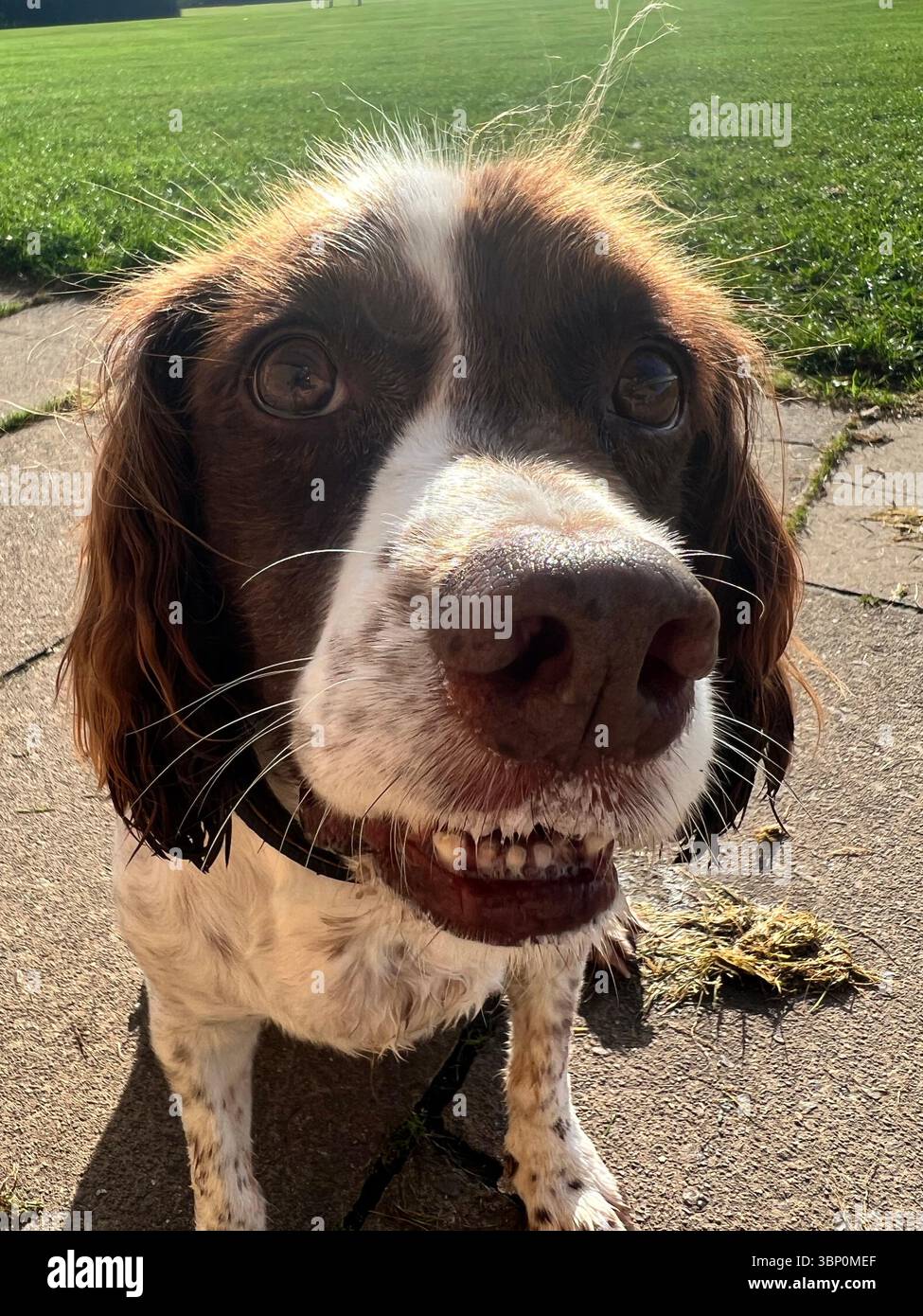 Springer spaniel Liver & White seduto a guardare la macchina fotografica con la bocca aperta leggermente sembra sorridente - Immagine stock catturata con smartphone