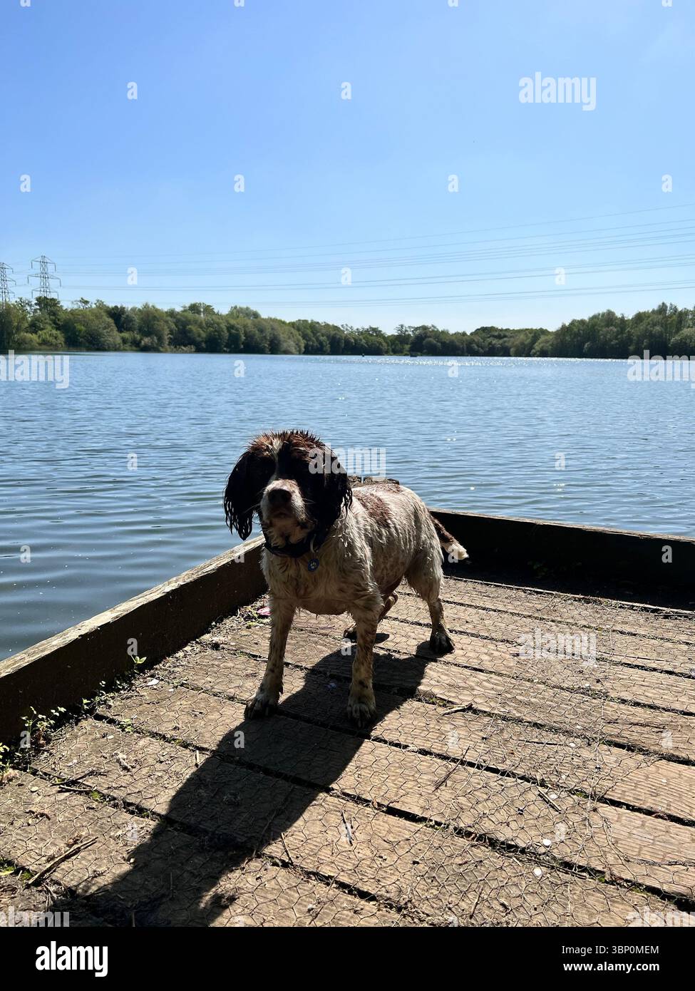 Springer spaniel Liver & White in piedi su un pontone che si affaccia su un lago che guarda la telecamera - Immagine stock catturata con smartphone