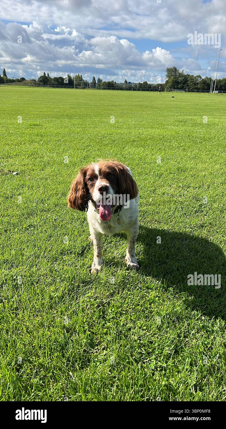 Springer spaniel Liver & White in piedi in un campo sembra felice fissando la telecamera - Immagine stock catturata con smartphone