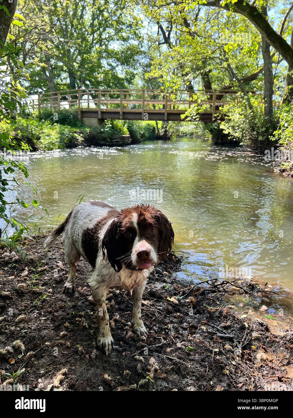 Springer Spangler Liver & White Wet Dog in piedi sul bordo di un ruscello che corre sotto un ponte con alberi su entrambi i lati in una giornata di sole - Immagine stock catturata con smartphone
