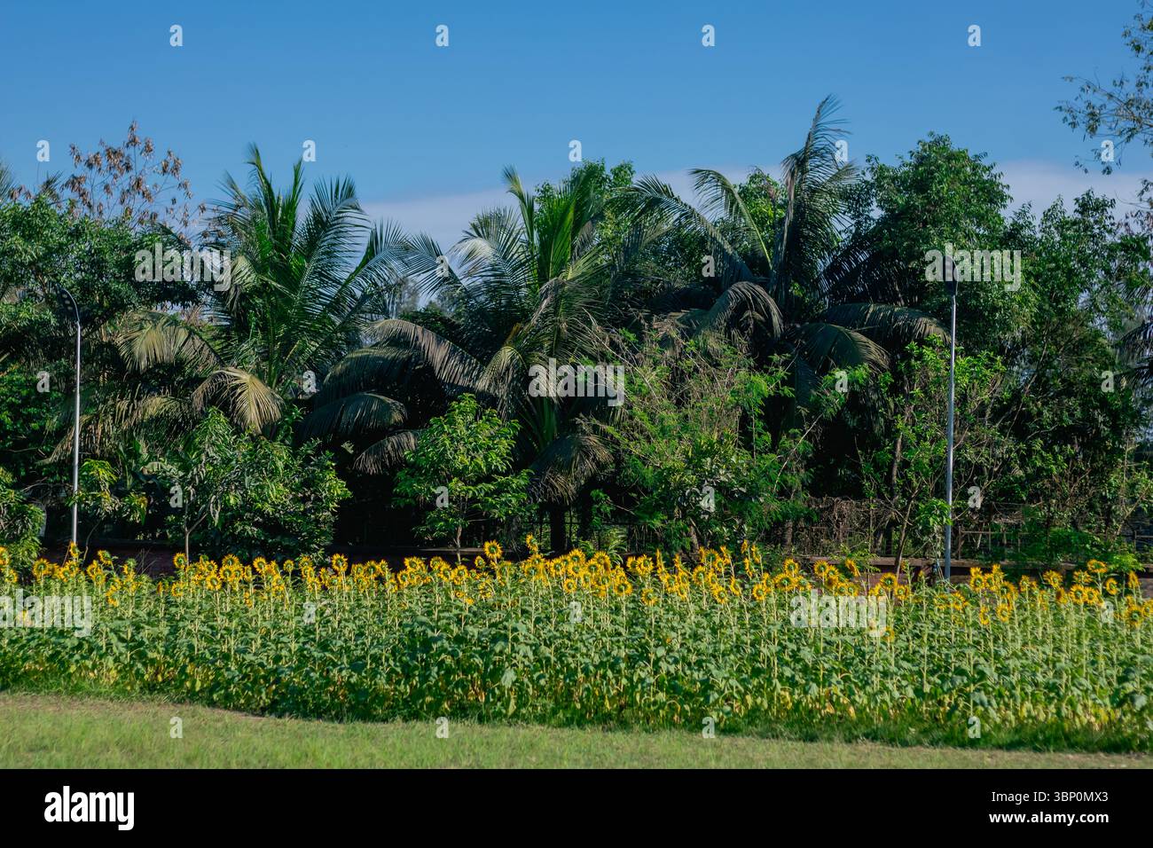 Ampia vista di un campo di girasoli di fronte a lussureggianti palme tropicali sotto un cielo azzurro e un paesaggio naturale estivo Foto Stock