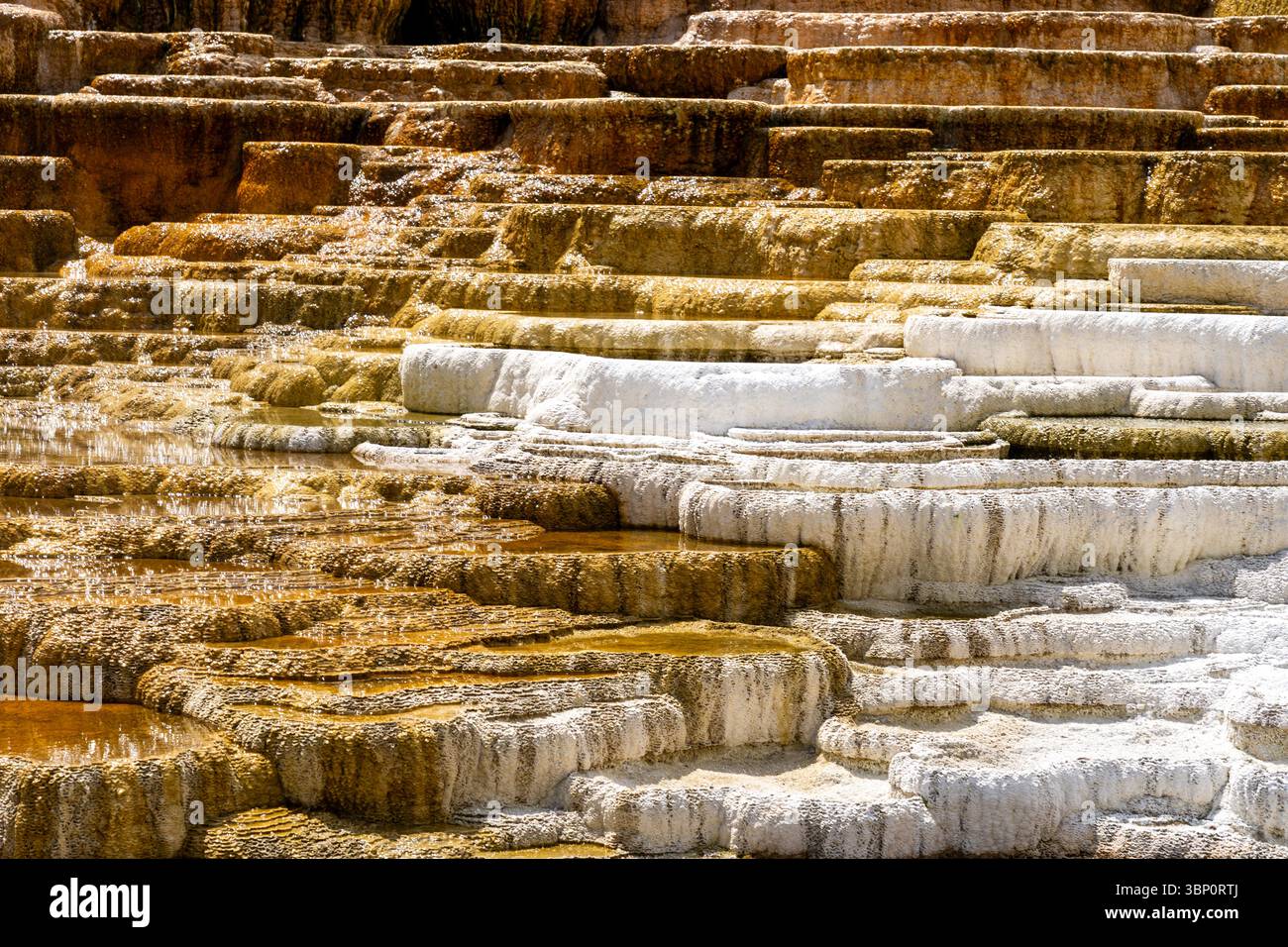 Terrazze colorate delle sorgenti termali Mammoth nel parco nazionale di Yellowstone, Wyoming, Stati Uniti. Foto Stock