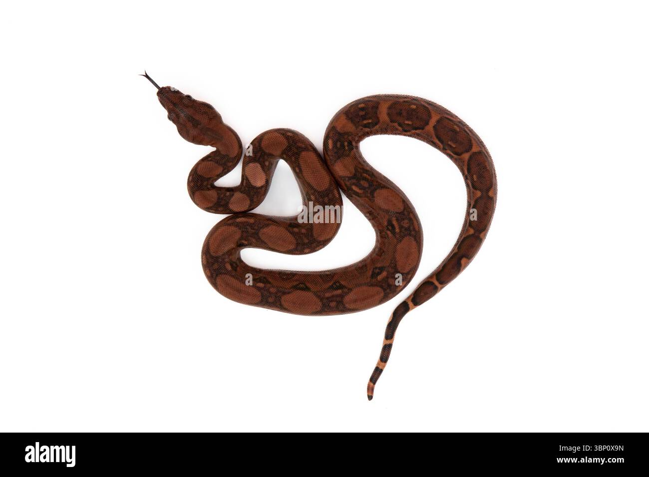 Vista dall'alto dell'imperatore di boa/costritore di boa del sangue che scivola con la lingua su uno sfondo bianco Foto Stock