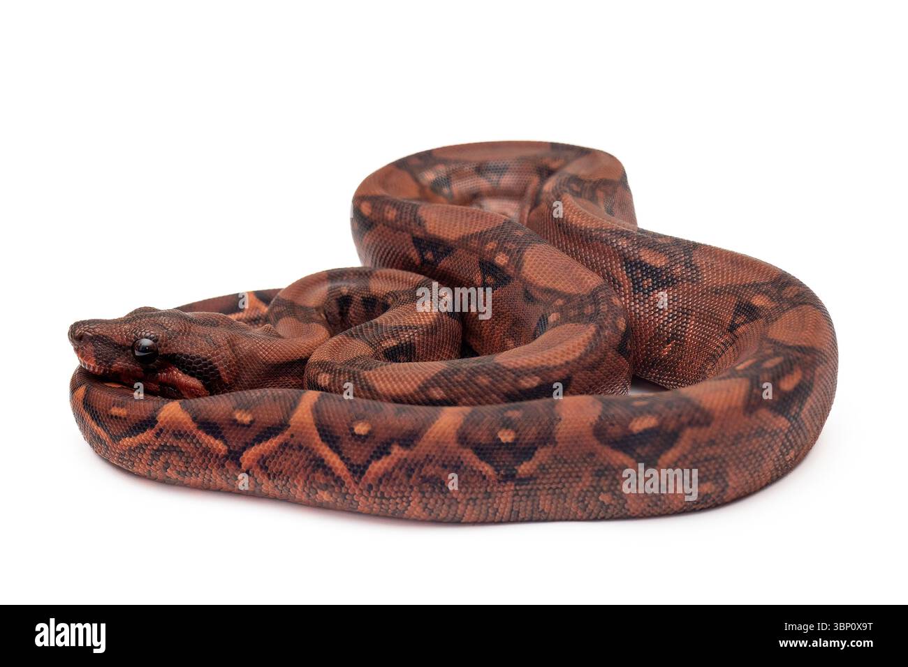 Boa Constrictor BLOOD a riposo su sfondo bianco Foto Stock
