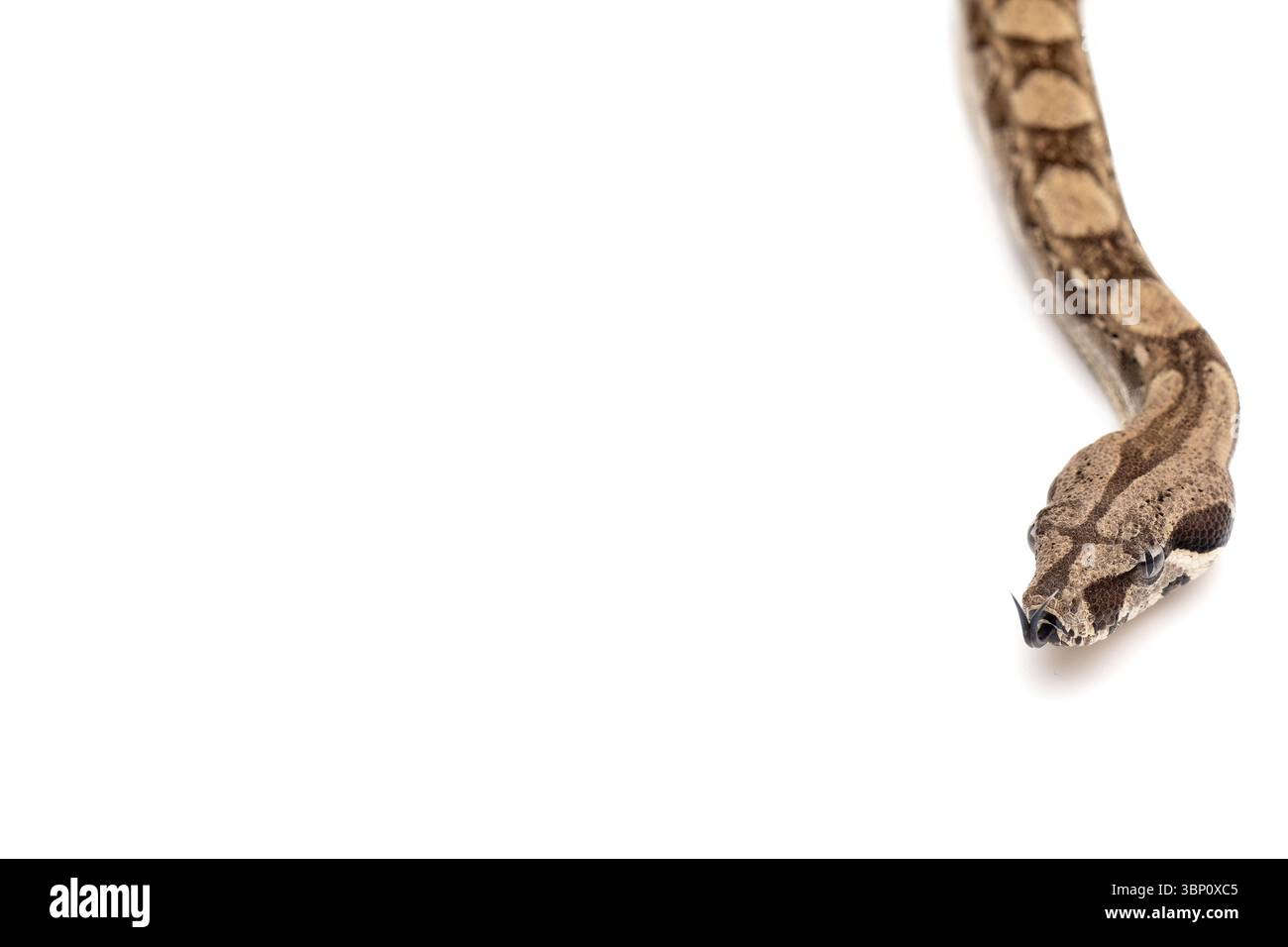 Il giovane Boa Constrictor scivola dall'alto su sfondo bianco Foto Stock
